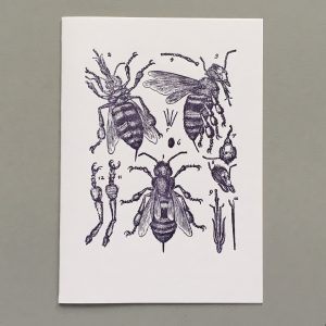 Bee anatomy