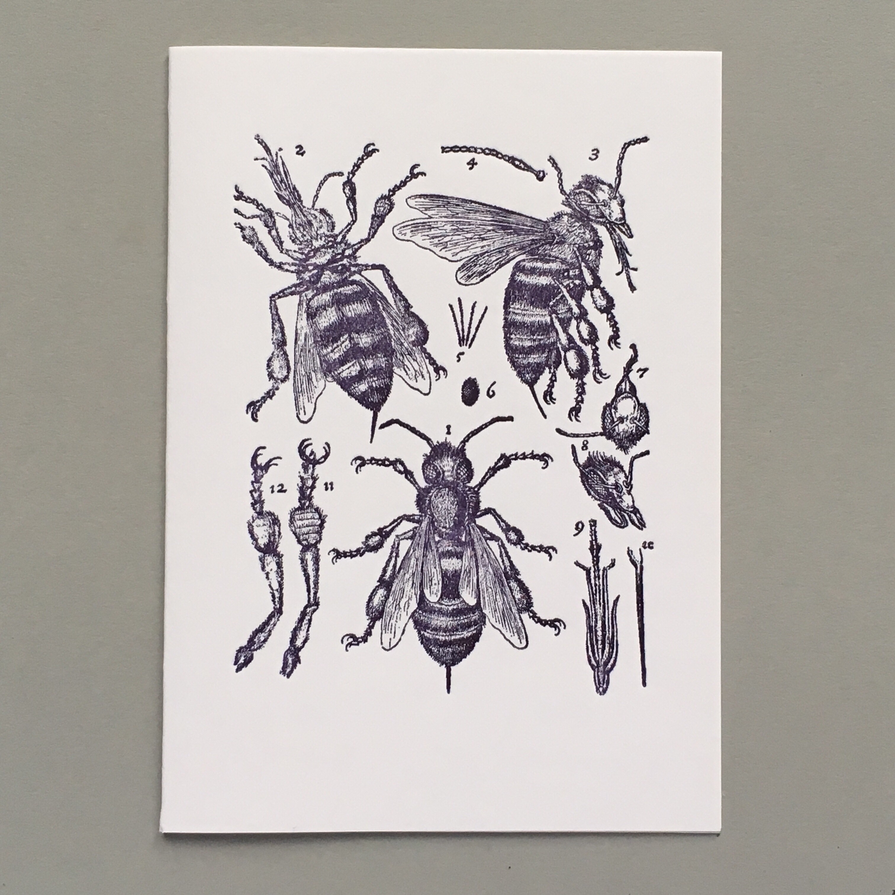 Bee anatomy