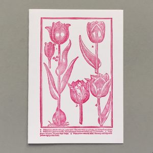 Different Tulips